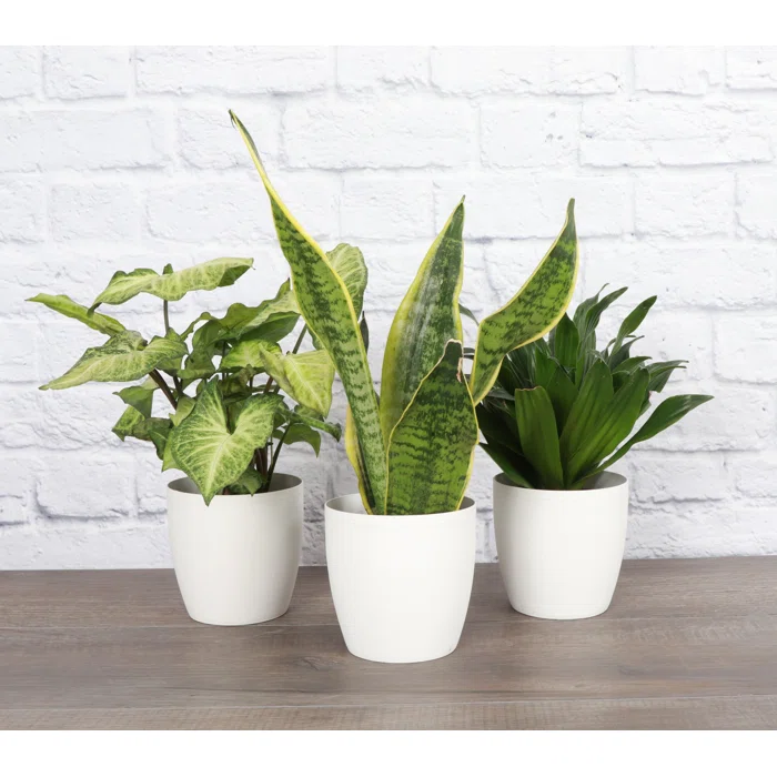 Live Low Light Houseplant Set