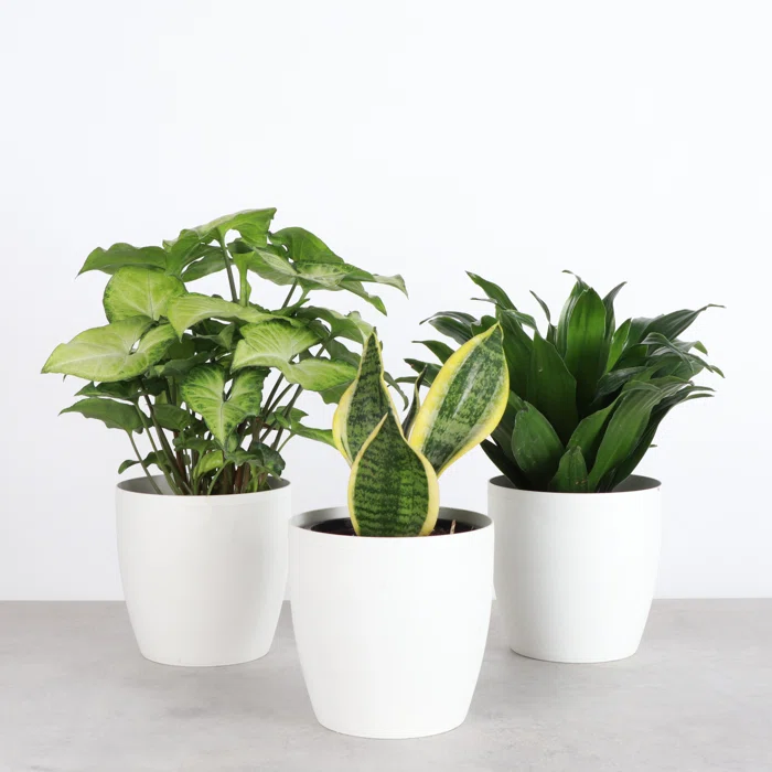Live Low Light Houseplant Set