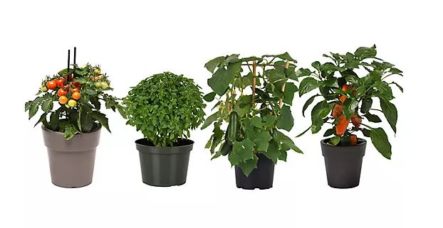 Girl Next Door 4-Piece Kitchen Minis Veggies Live Plants