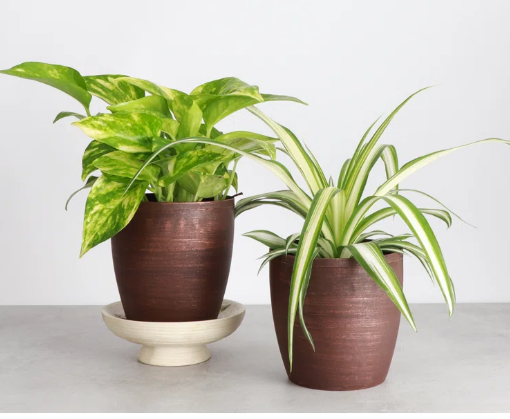 Aqua Earth Shower Head Filter: Water Softener with Activated Carbon and Vitamin C