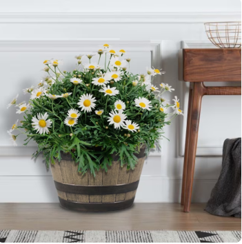 Square Concrete Step Stones NOW ONLY $1.78Perfect to refresh the yards! ☀️