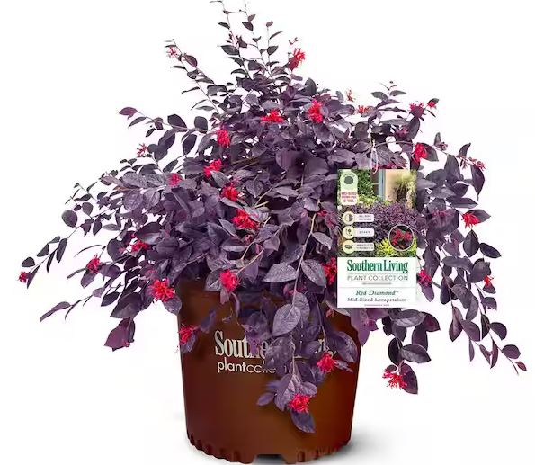 2 Gal. Red Diamond Loropetalum Shrub with Burgundy Foliage and Pink Flowers