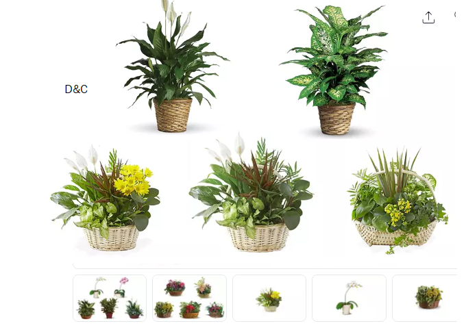 Everyday Lush Plants & Dish Gardens Collection from ❀ Blooms Today ❀ with Delivery Included (Up to 60% Off)