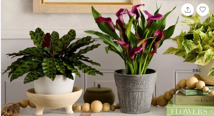 Brighten Their Day: Next Day Delivery Plants for Any Occasion from 1-800-Flowers.com (Up to 50% Off)