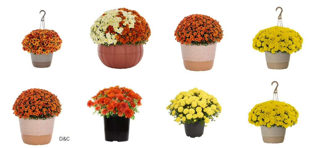 Lots of Beautiful Fall Mums available now!!!