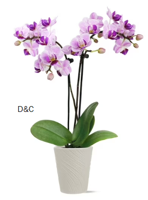 “Just Add Ice Live Plant 6-10″” Tall Mini Pink Purple Orchid in 2.5″” Decorative Clay Pot”