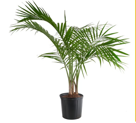 Lowe’s Majesty Palm House plant in 1.94 Gallon(s) Pot 1 -Pack