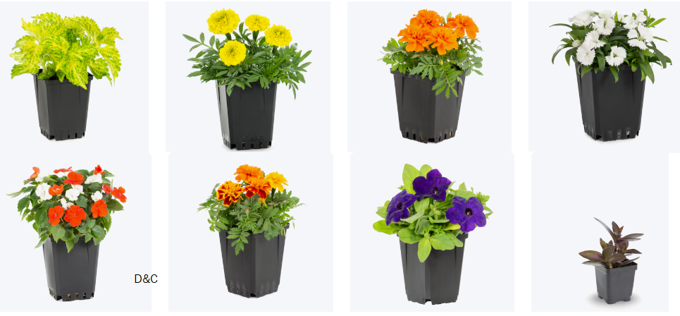 Plants for sale at Lowes