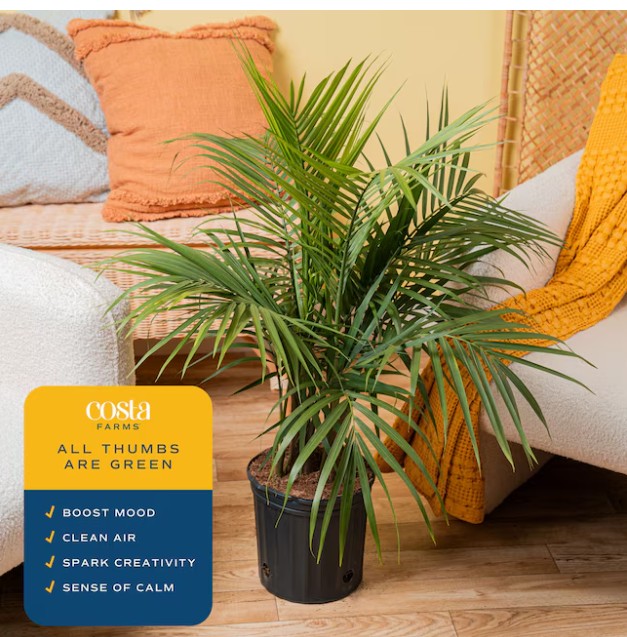 Lowe’s Majesty Palm House plant in 1.94 Gallon(s) Pot 1 -Pack