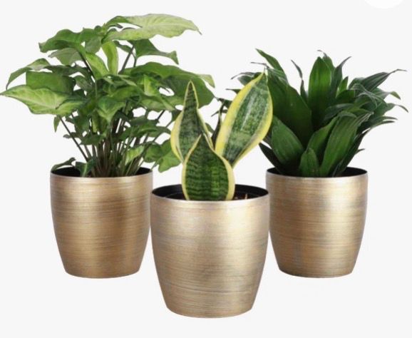 Wayfair: Up to 50% Off Live Plants