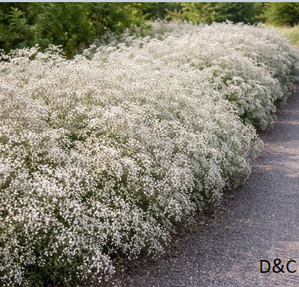 Baby’s Breath – 24 Bulbs
