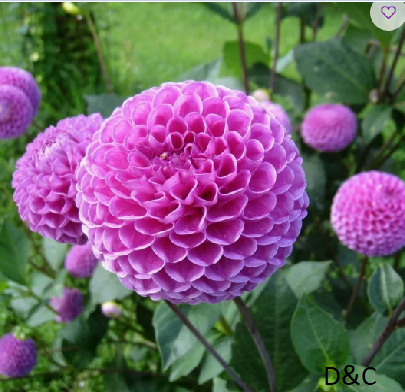 Lovely Lilac Purple Dahlia Flowers – 7 Bulbs – Attracts Butterflies, Bees & Hummingbirds