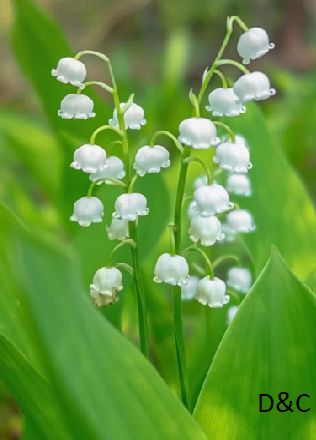 Lovely Lily of the Valley – 8 Bulbs – Fragrant Petite White Flowers Attracts Butterflies