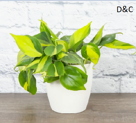 Live Brazil Philodendron Plant in Classic Pot