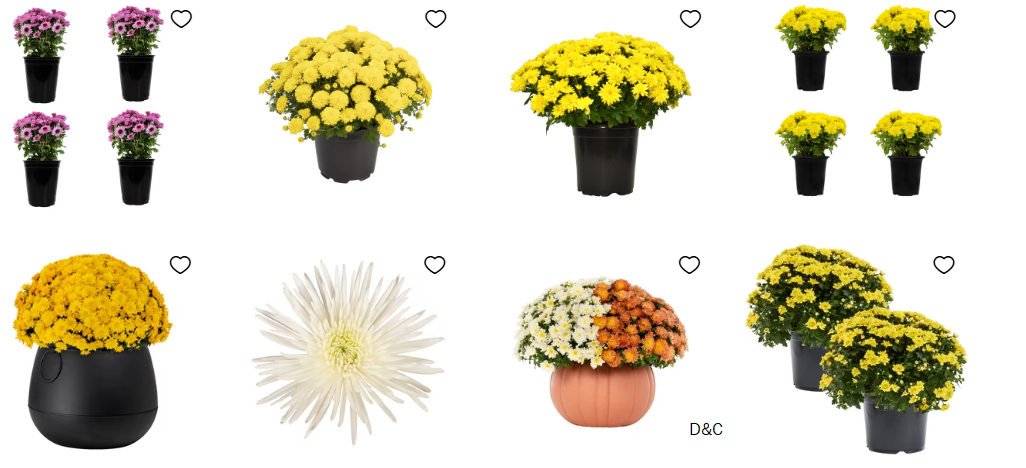 Fall mums on sale