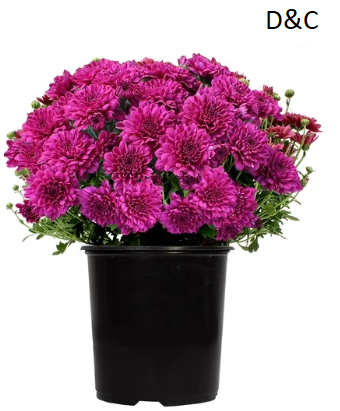 Expert Gardener Purple Mum Chrysanthemum Live Plant in 1 gal Grower Pot